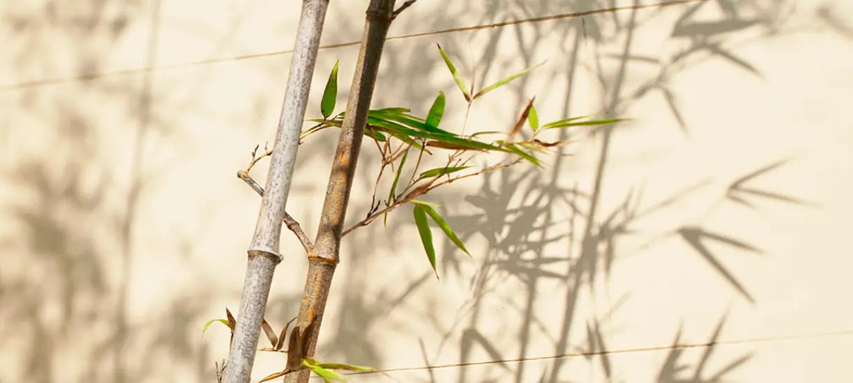 Cmonjardinier vous apprend à tailler le bambou.