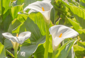 Les arums