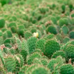 cactus opuntia-plantes exotiques rustiques en France