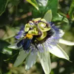 Les passiflores-plantes exotiques rustiques en France