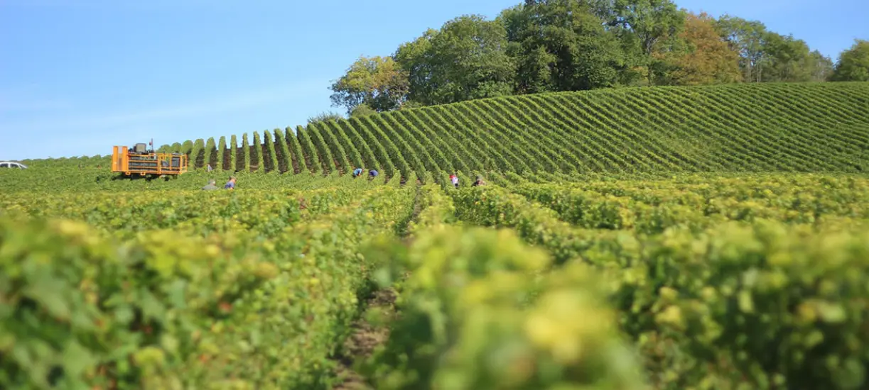 Cmonjardinier vous explique comment tailler la vigne.