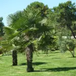 trachycarpus fortunei