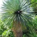yucca-plantes exotiques rustiques en France