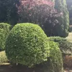 L'entretien d'un jardin paysagé à Chennevières sur Marne