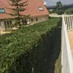 L'entretien d'un jardin paysagé - taille d'une haie