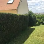 L'entretien d'un jardin - taille de haie