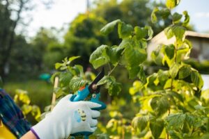 taille des framboisiers été