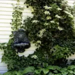 Les hortensias grimpants