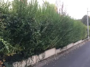 taille-haie-morsang-sur-orge14