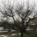 taille d'un cerisier