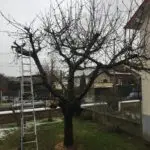 taille d'un cerisier