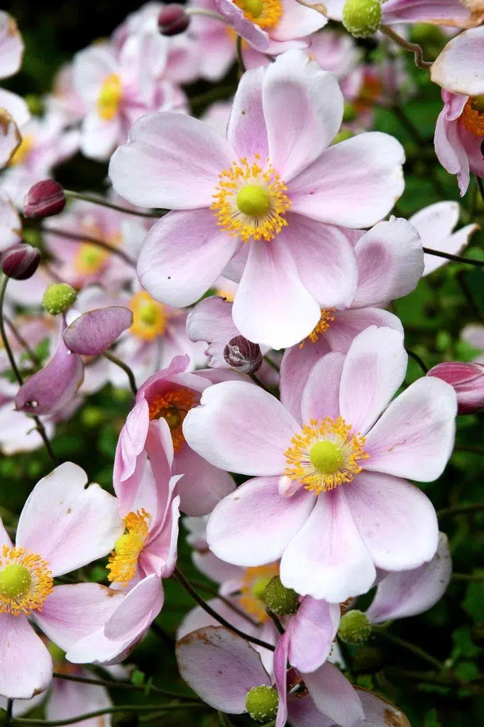 quelles plantes choisir sur des sols humides