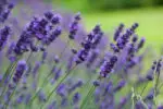 Lavandula angustifolia Hidcote-Quand et comment planter la lavande ?