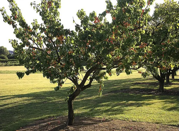 tailler un abricotier