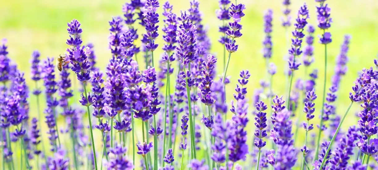 Comment et quand planter la lavande, Cmonjardinier vous dit tout.