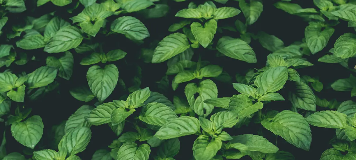 Les plantes anti-moustiques.