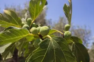 Arbre du figuier CmonJardinier