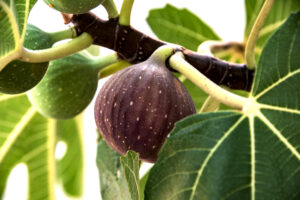 différents types de taille pour un figuier - CmonJardinier