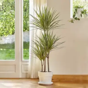 Dracaena marginata, plante d'intérieur facile d'entretien