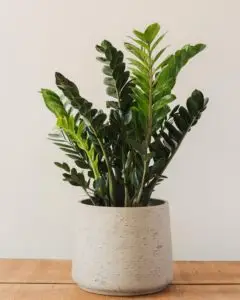 Zamioculas zamiifolia, plante résiatante.