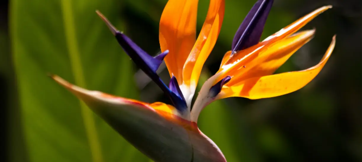L'entretien d'un oiseau du paradis.