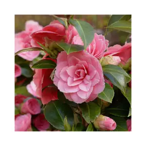 Colorer votre jardin en hiver