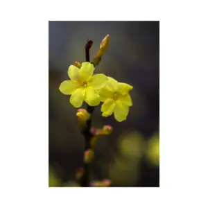 Colorer votre jardin en hiver