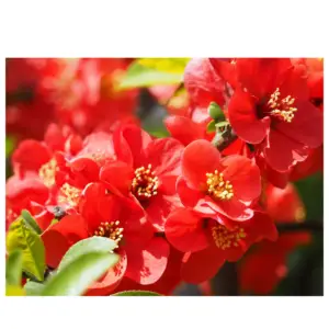 Colorer votre jardin en hiver