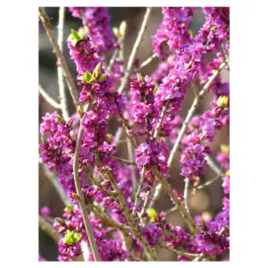 Conseil pour colorer votre jardin en hiver