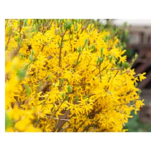 Colorer votre jardin en hiver