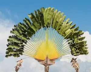 L'arbre du voyageur, emblème de Madagascar.