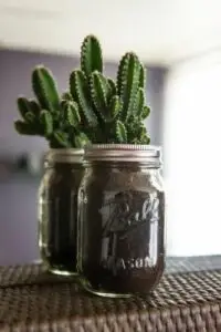 Pots de fleurs originaux et insolites en verre