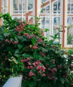 Le crédit d'impôt pour vos clients