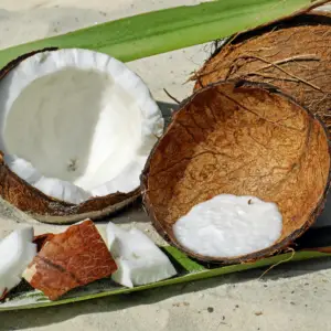 Noix de coco-le cocotier, un palmier à noix