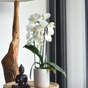 Orchidée en pot idées végétales de cadeaux pour la Saint-Valentin