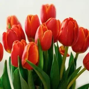 Un bouquet de Tulipe - idées végétales de cadeaux pour la Saint-Valentin