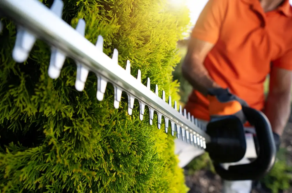 taille de haie-Cmonjardinier