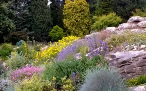 Comment aménager un jardin de montagne ?
