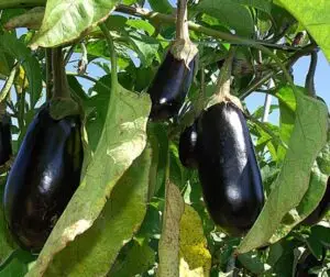 Plants d'aubergines