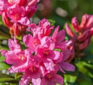 Comment aménager un jardin de montagne ?