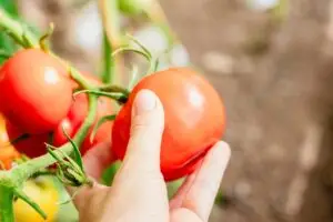 tendances en jardinage pour 2025