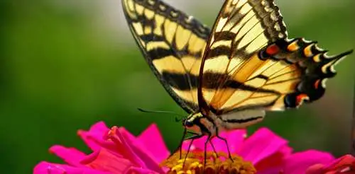 Traitement bio au jardin